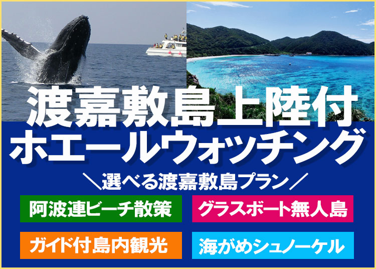 沖縄渡嘉敷島上陸付きホエールウォッチングツアー
