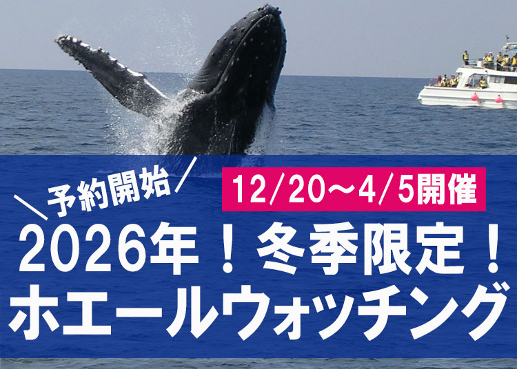 2026沖縄ホエールウォッチングツアー